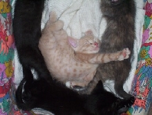 Crazy Sleeping Kittens