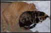 Sleeping beauties