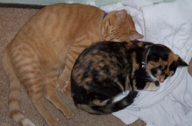 Sleeping beauties