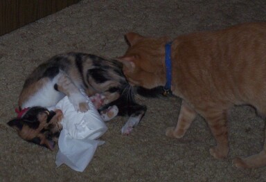 Naughty Kittens...