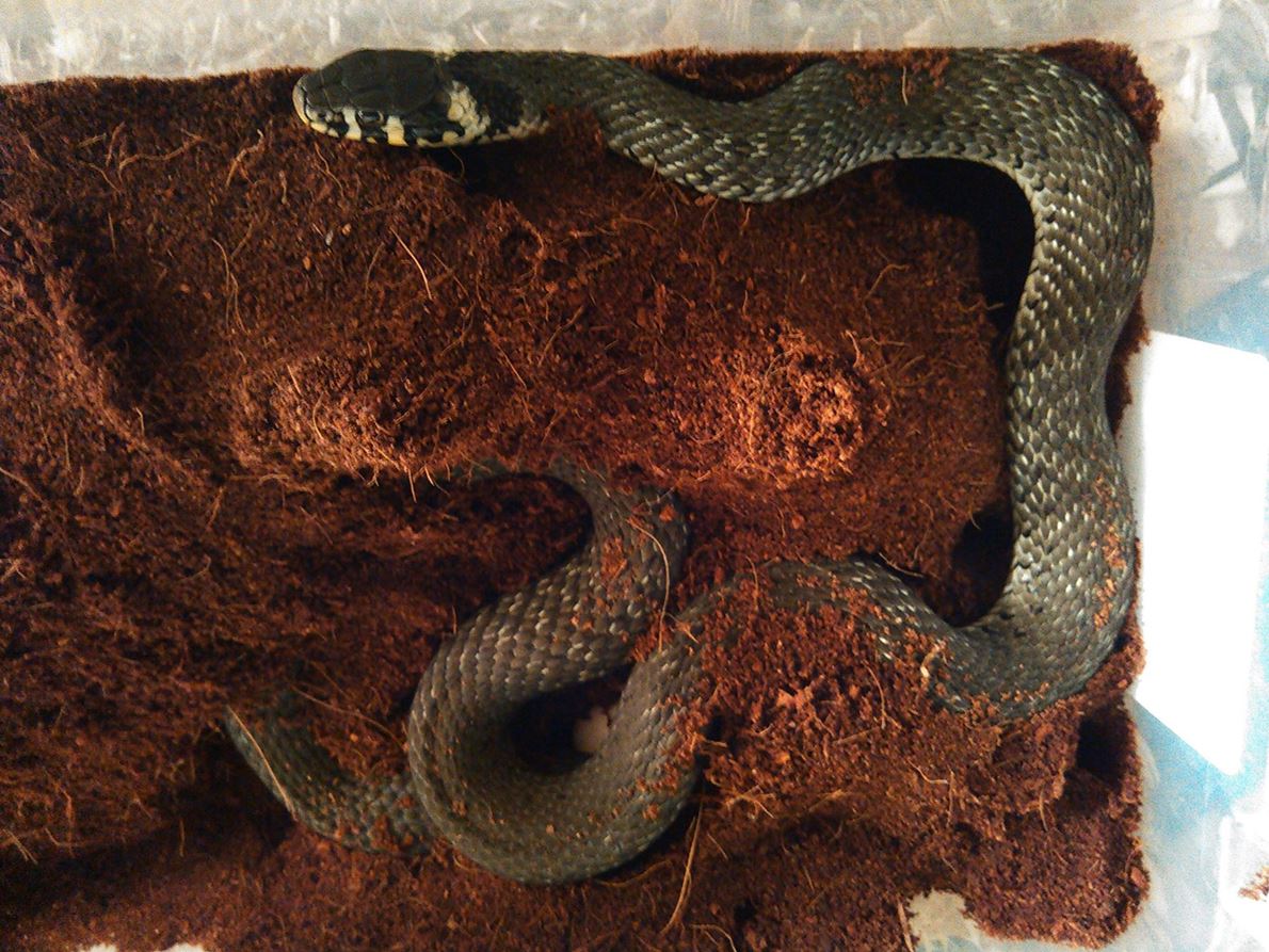 Natrix Natrix (1)