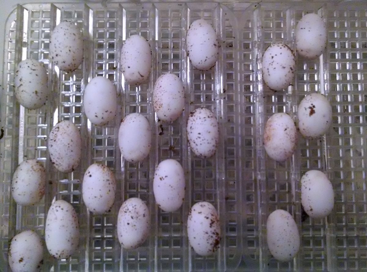 hognose eggs