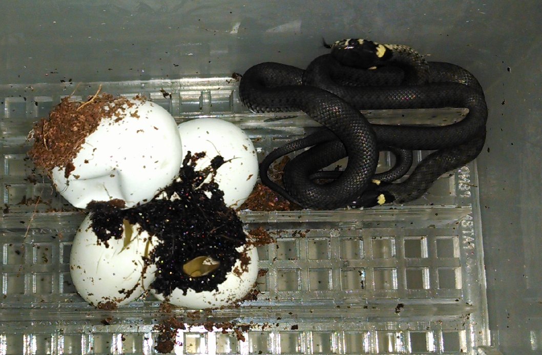 grass snakes
