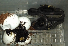 grass snakes2