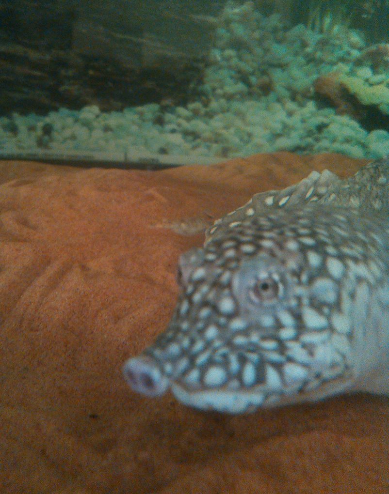 trionyx