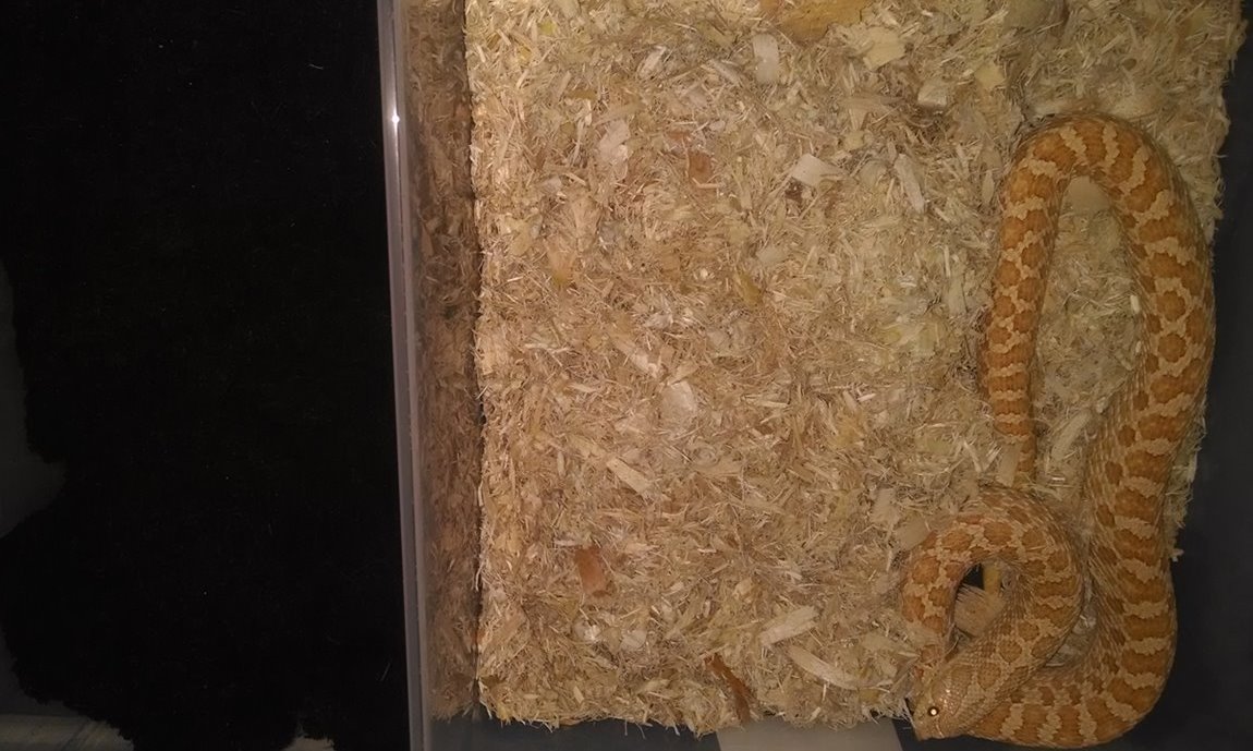 hogchill3
