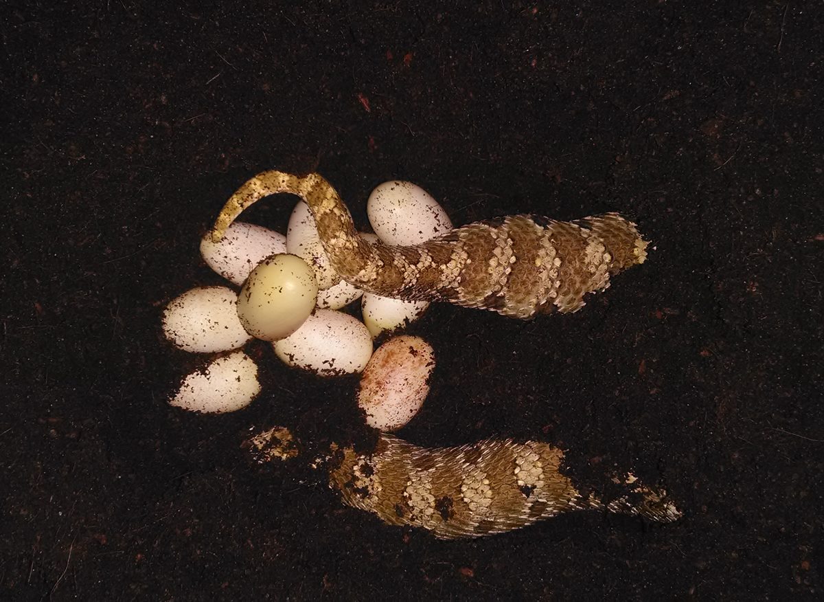 nest4