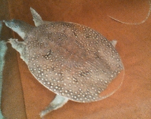 softshell
