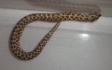 twin spot reverse stripe