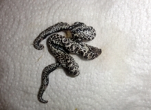 two-bodied hognose