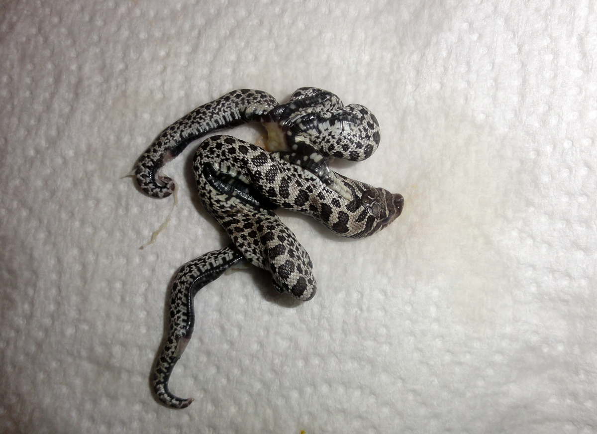 two-bodied hognose