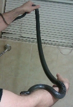 My Favorite Black Snake
