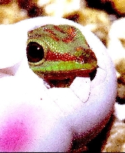 hatchling