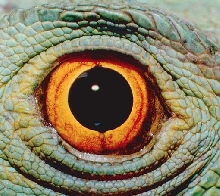eye