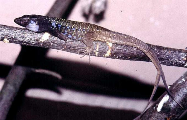 g.g.eisentautii