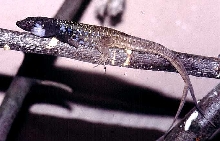 g.g.eisentautii