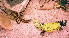 U.a.nigr. male