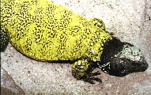 Uro
