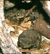 B. paracnemis