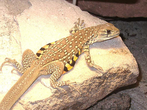 L. belliana