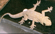 Gekko grossmanni