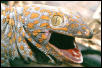 tokay