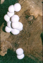 tokay eggs