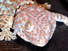 tokay