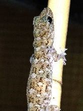 G. grossmanni