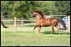 Jochi Running