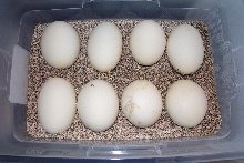 eggs