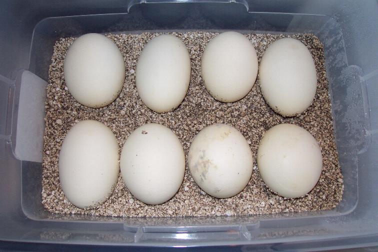 eggs
