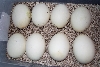 eggs2