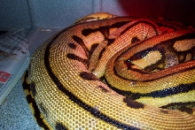 gravid super-tiger2 28Mar05