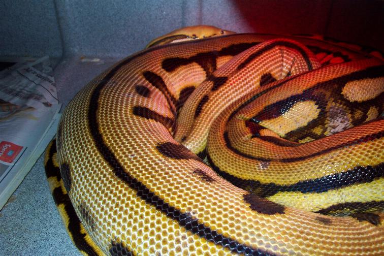 gravid super-tiger2 28Mar05
