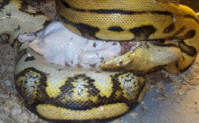 Isa eating