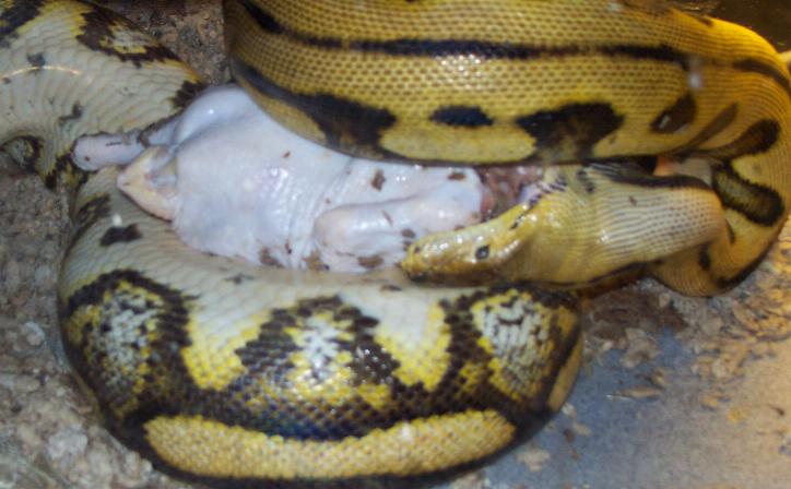 Isa eating