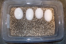 eggs2