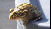 frog1