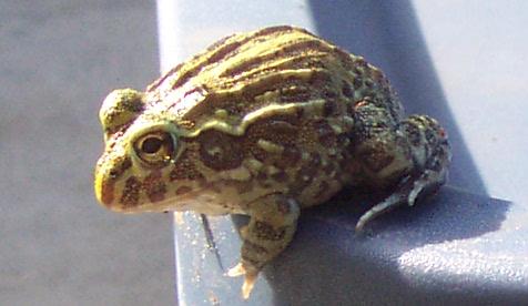 frog1