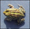frog2