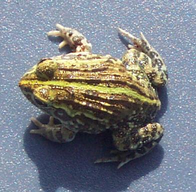 frog2