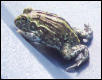 frog3