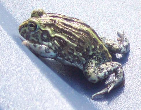 frog3