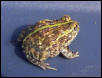 frog4