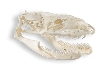 burm skull