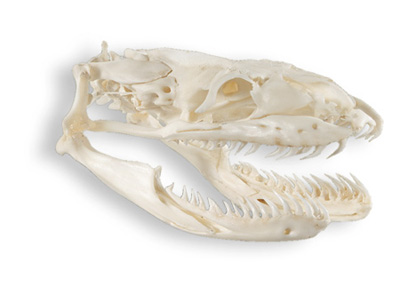 burm skull