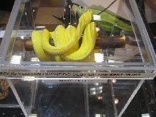 BLING BLING Chondro