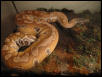 Female Sumatran Blood