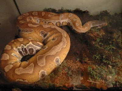 Female Sumatran Blood